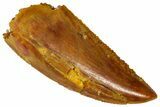 Serrated Raptor Tooth - Real Dinosaur Tooth #360993-1